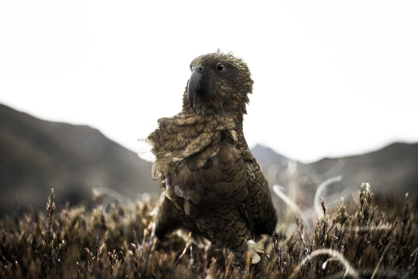 KEA, NEUSEELAND