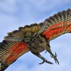 Kea, Neuseeland