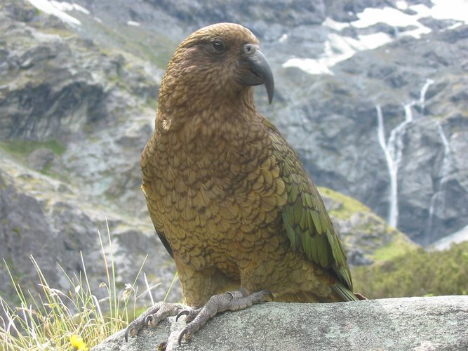 Kea Neuseelands Bergpapagei