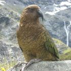 Kea Neuseelands Bergpapagei