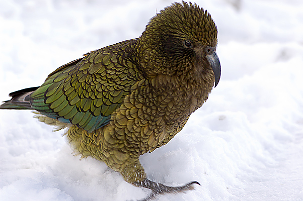 Kea Nr.3