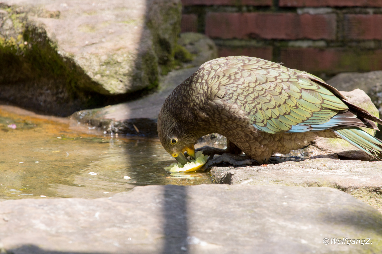 Kea oder Bergpapagei 