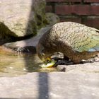 Kea oder Bergpapagei 