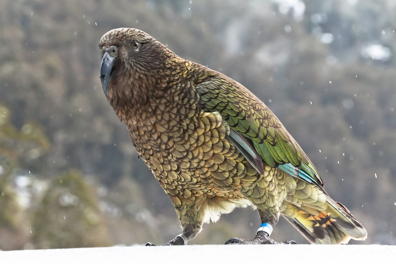 Kea ... on our car roof