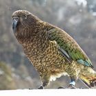 Kea ... on our car roof