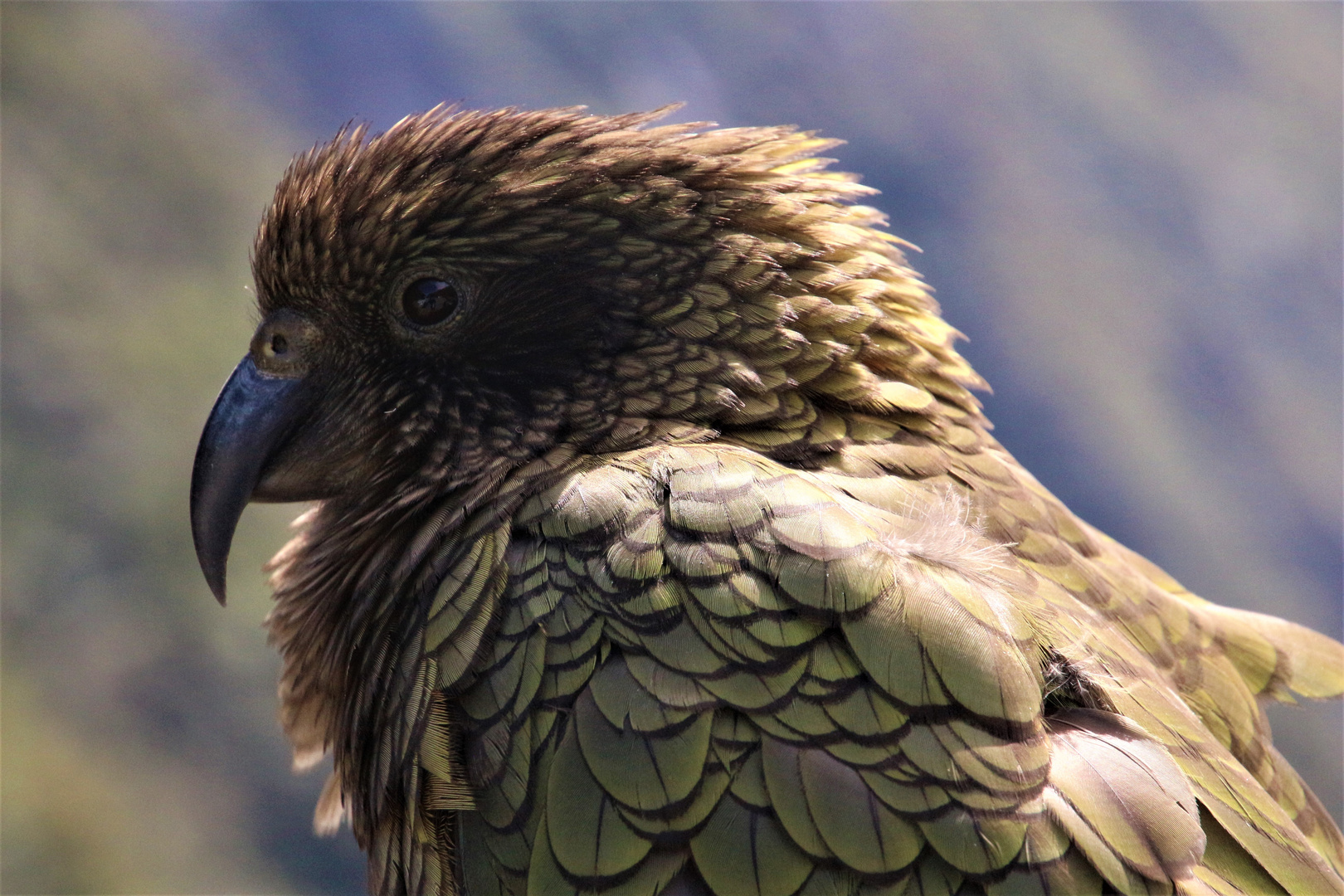 Kea-Portrait