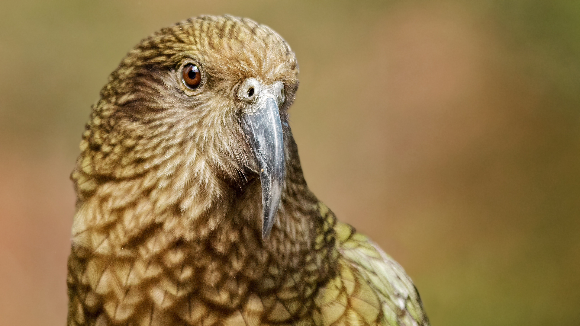 Kea-Portrait 006 