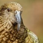 Kea-Portrait 006 