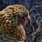 Kea - Portrait