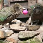 keas wünschen frohe ostern