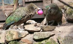 keas wünschen frohe ostern