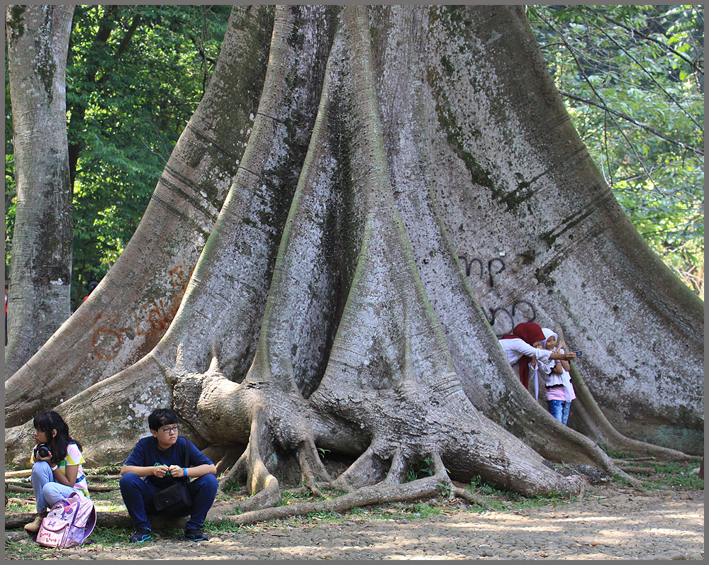 Kebun Raya Bogor