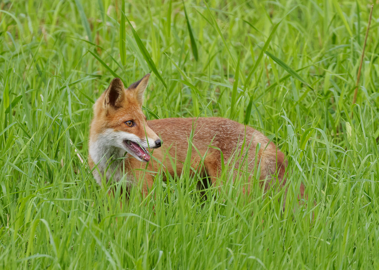 Keck schaute der Jungfuchs in die Kamera :-)