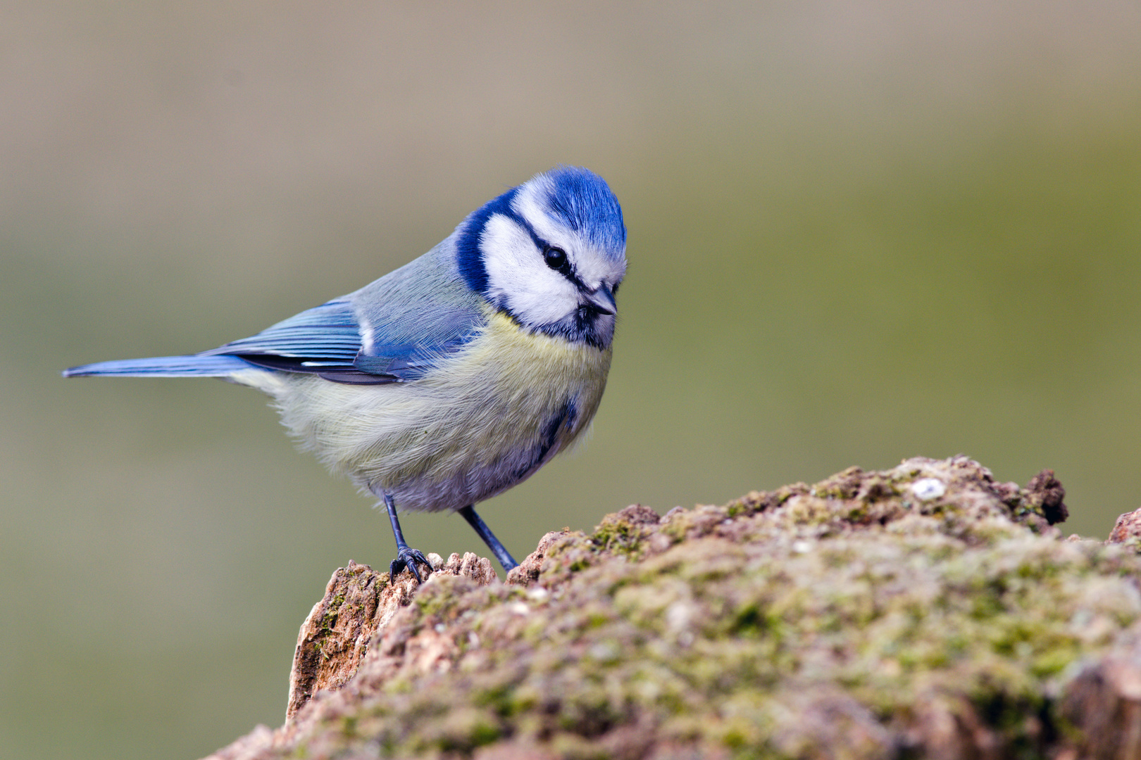 Kecke Blaumeise