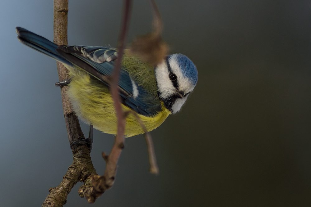 kecke Blaumeise