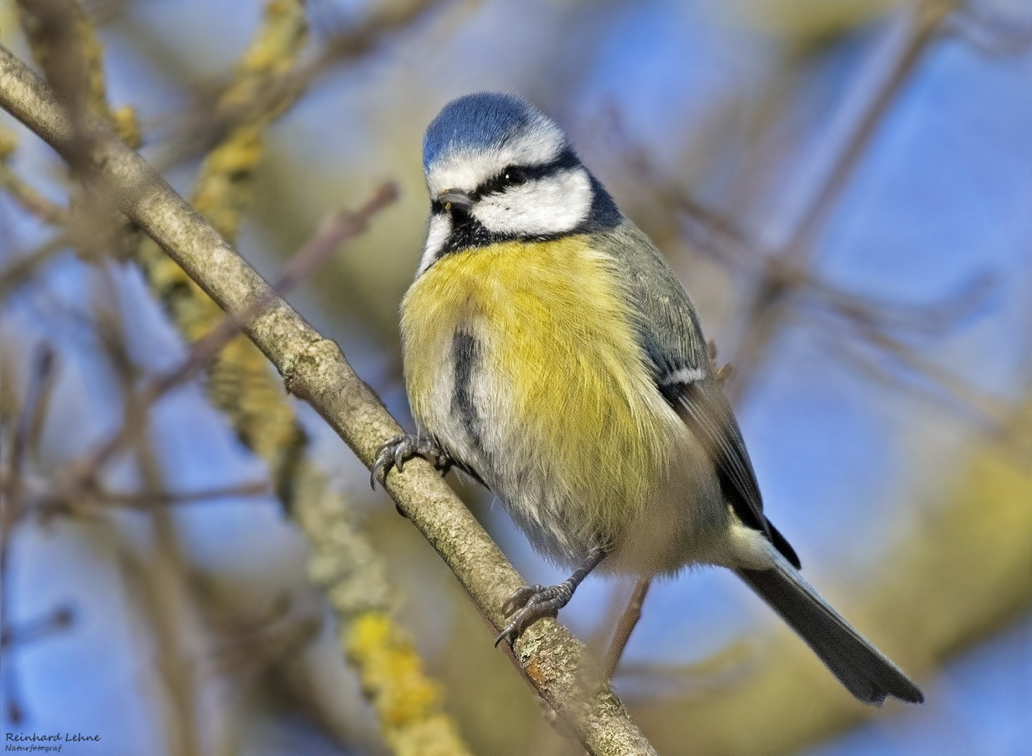  Kecke Blaumeise