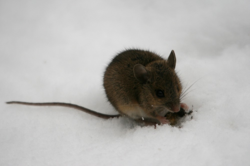 kecke Maus aus Köln