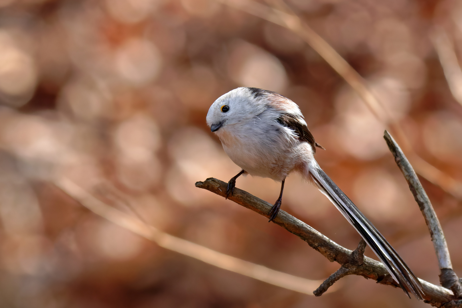 Kecke Schwanzmeise (Aegithalos caudatus)