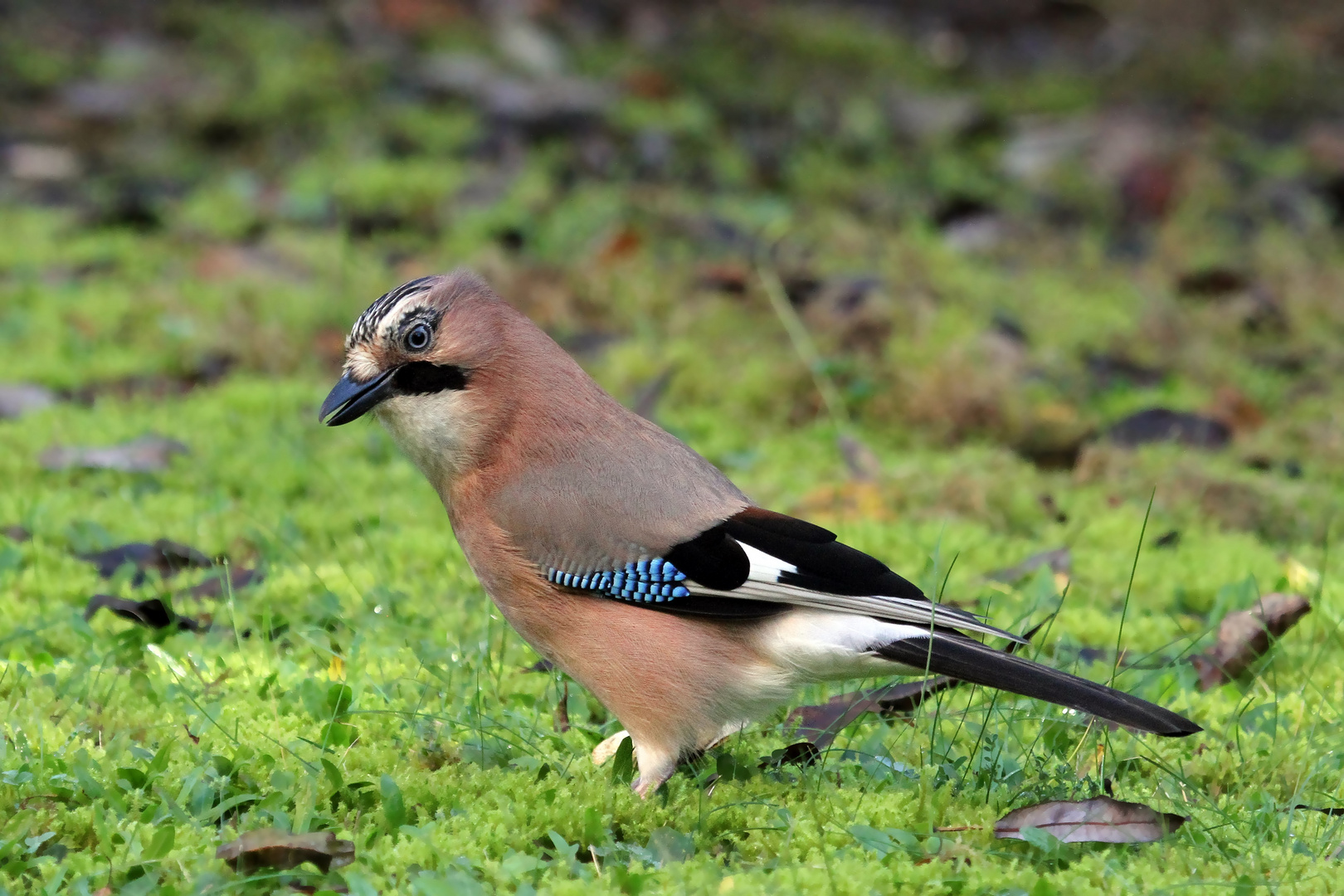 Kecker Blick vom Eichelhäher (Garrulus glandarius)