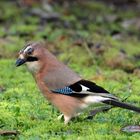 Kecker Blick vom Eichelhäher (Garrulus glandarius)