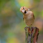 Kecker Kernbeißer beobachtet den Fotografen