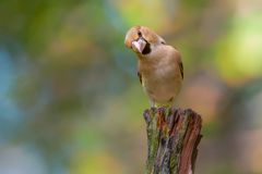 Kecker Kernbeißer beobachtet den Fotografen