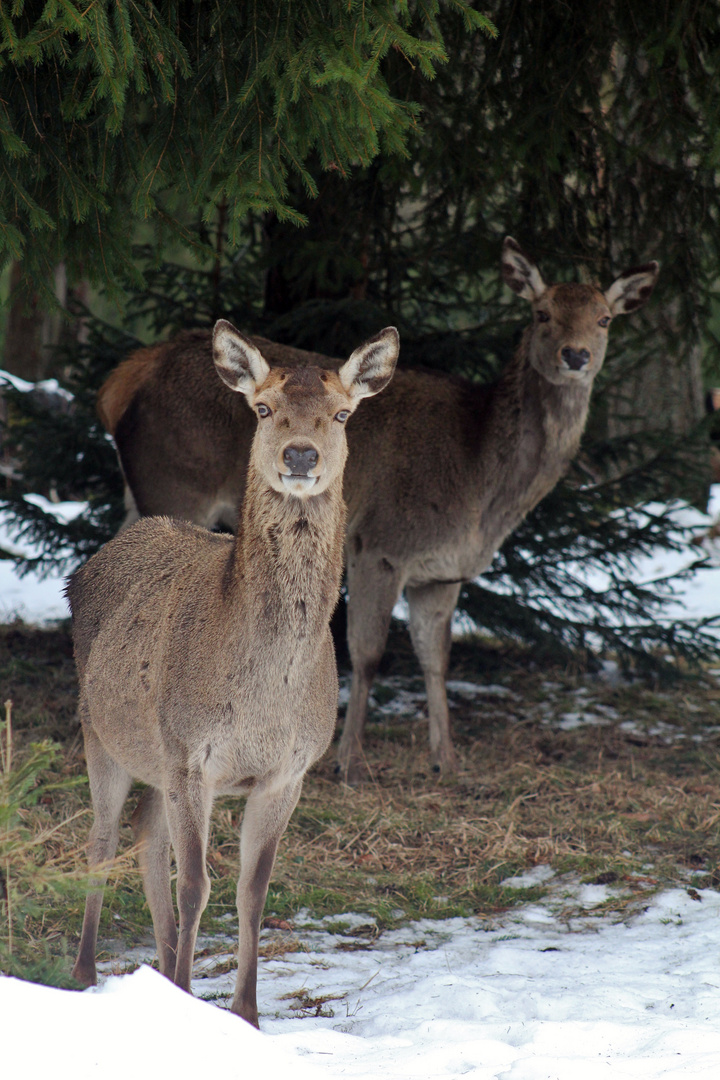 keckes Mädchen