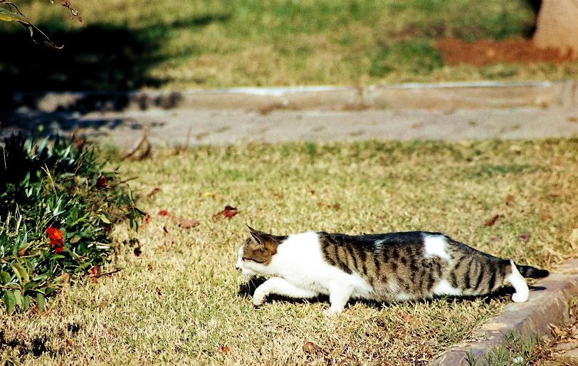 KEDi - ANTALYA - TÜRKiYE