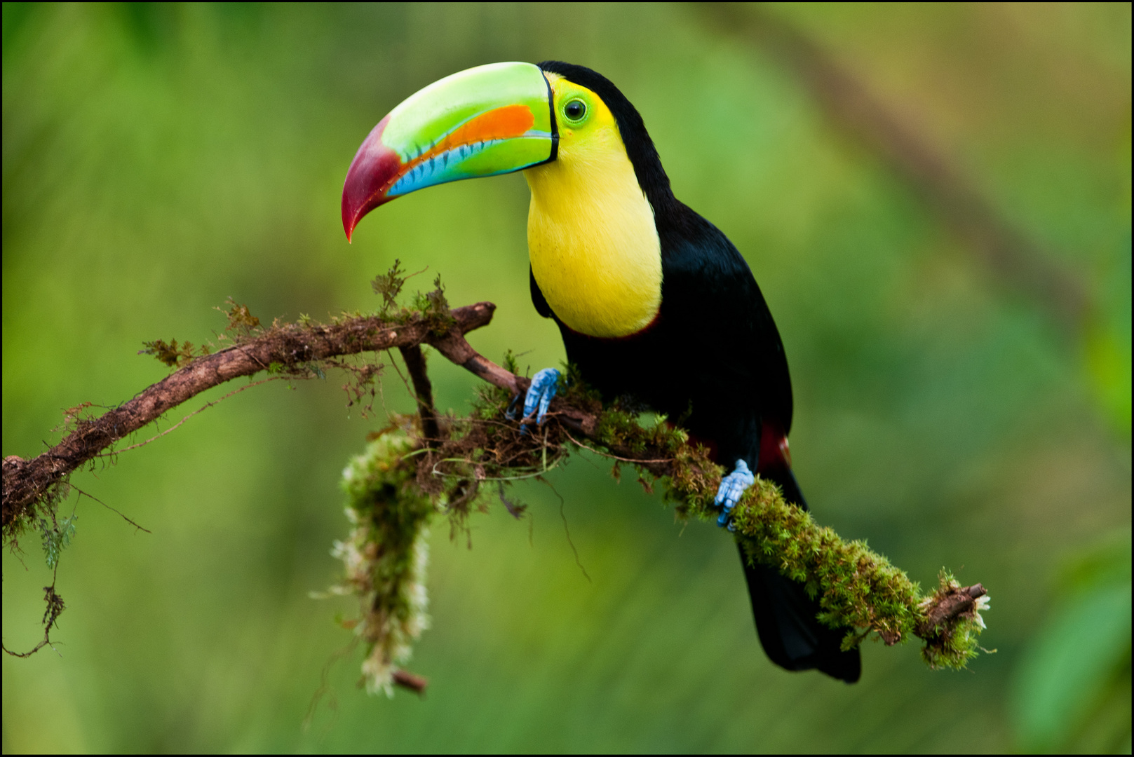 [ Keel-billed Toucan ]