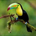 [ Keel-billed Toucan ]