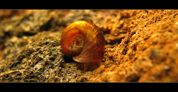 Keep on snailing