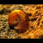 Keep on snailing