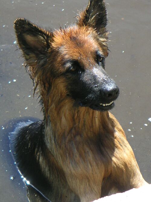 keep smilin' ;-)                            (wet dog)