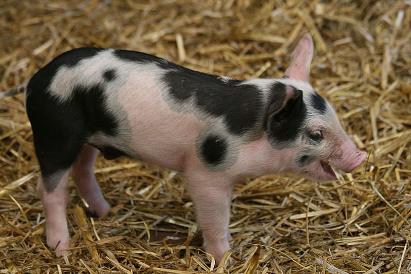 keep smiling - Glücks-Schweinchen