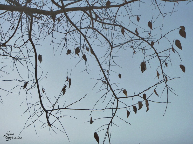 Keep watching this tree during the winter