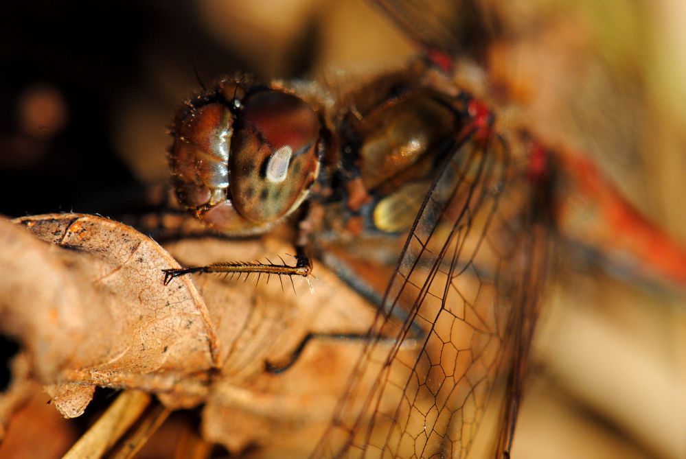 ~ Keep your head high, Mr. Autumn! ~ (Sympetrum striolatum, m)