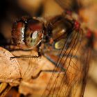 ~ Keep your head high, Mr. Autumn! ~ (Sympetrum striolatum, m)