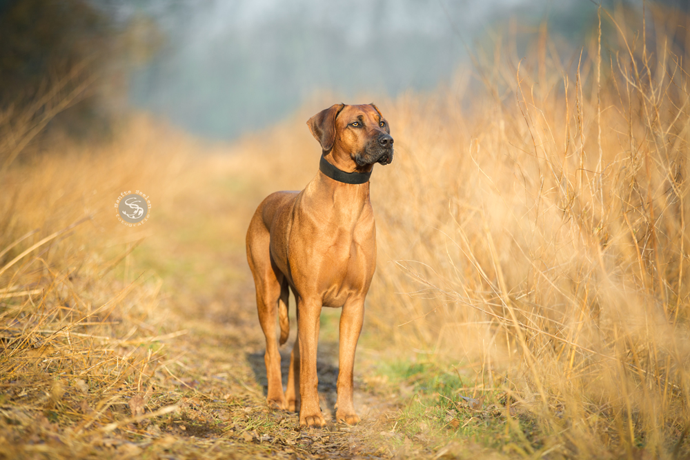 Keeping an eye on the other dogs