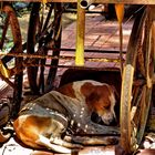 Keeping Cool in Goa