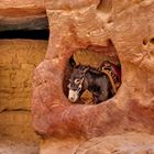 Keeping Cool in Petra