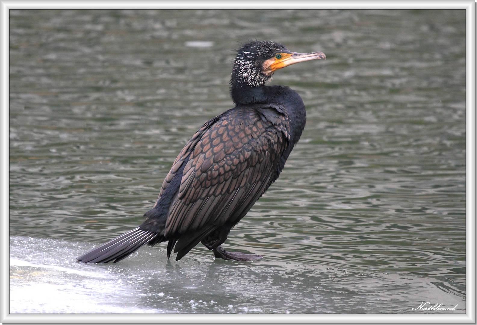 Keeping watch on the ice floe