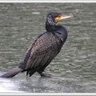 Keeping watch on the ice floe