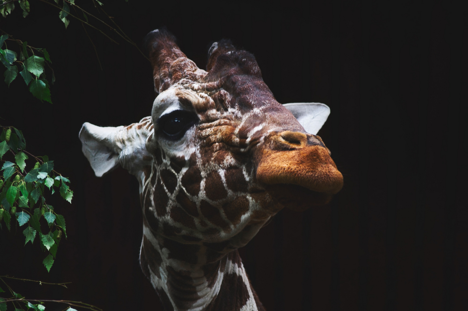 Keeping your head up Foto & Bild fotos, natur, zoo Bilder auf