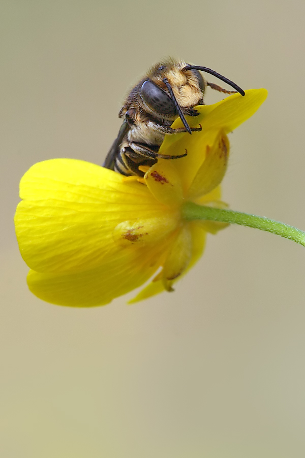 Kegel-Bienchen am Schlafplatz