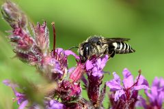 Kegelbiene (Coelioxys aurolimbata)