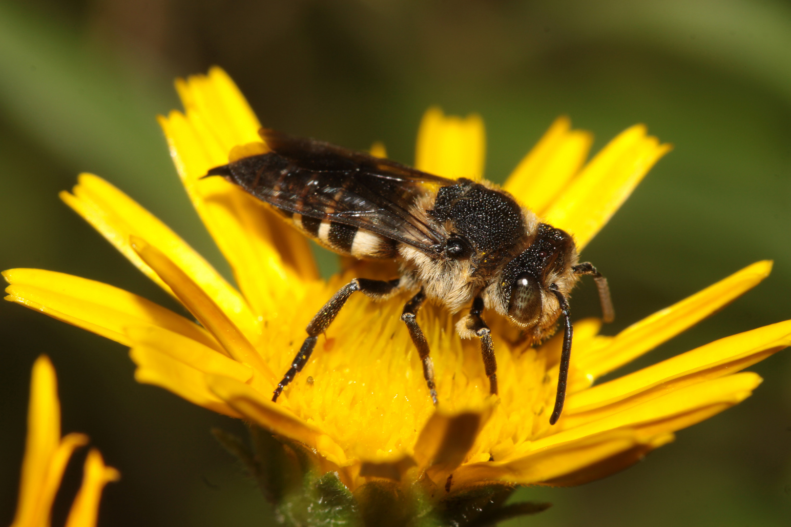 Kegelbiene - Coelioxys elongata - Weibchen