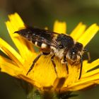 Kegelbiene - Coelioxys elongata - Weibchen