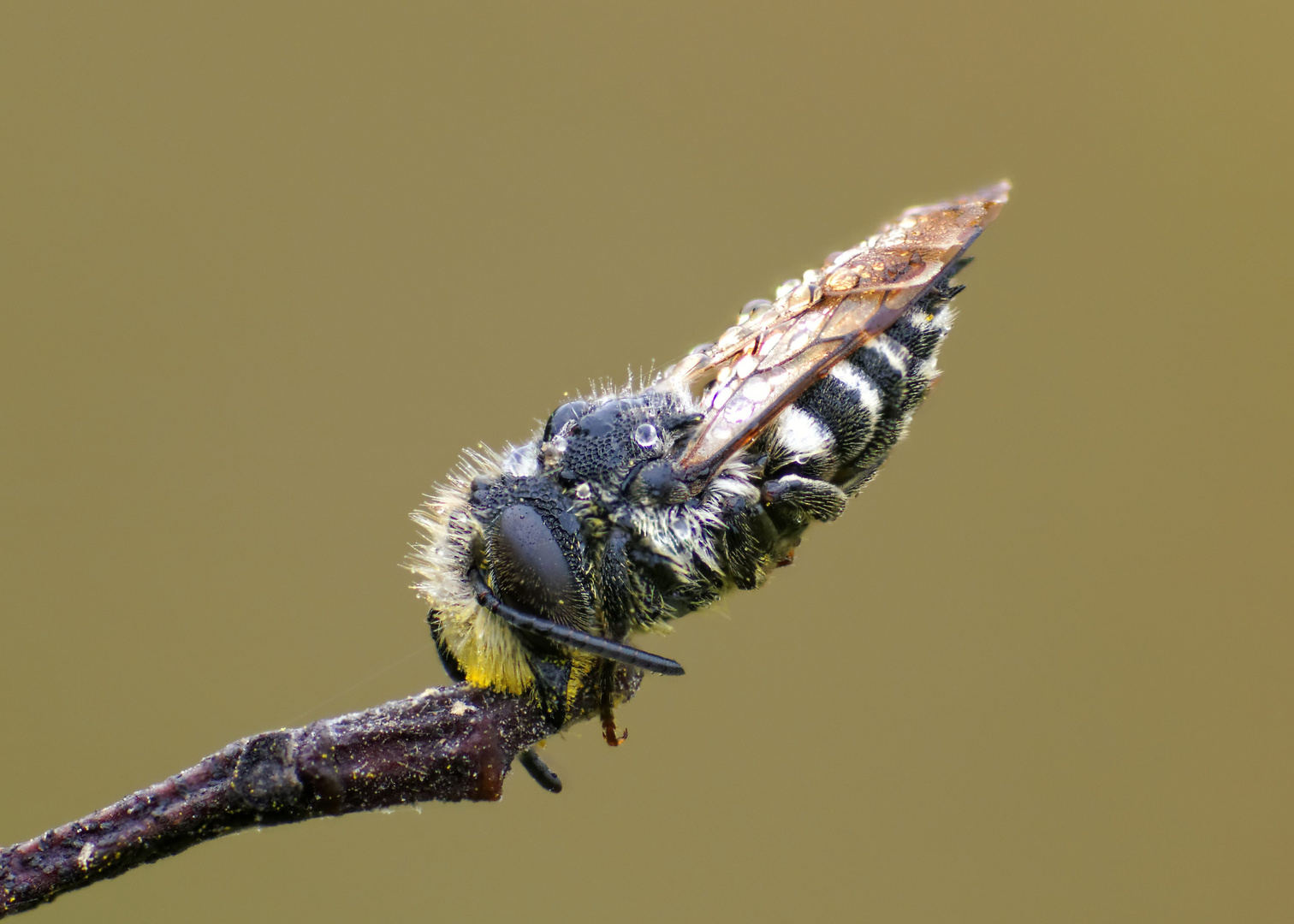 Kegelbiene mit Tautropfen