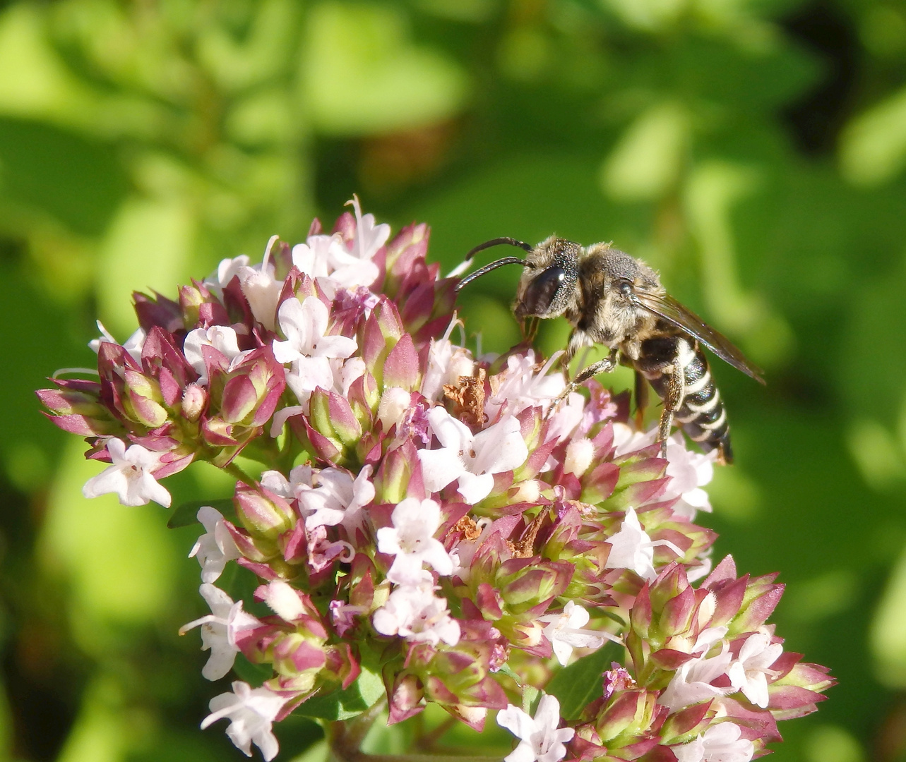 Kegelbiene - vielleicht Coelioxys echinata ?