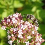 Kegelbiene - vielleicht Coelioxys echinata ?